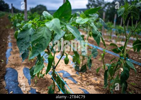 Espelette, domaine de piments Espelette, deviendra le piment poivre, célèbre poivre des régions basques de France Banque D'Images