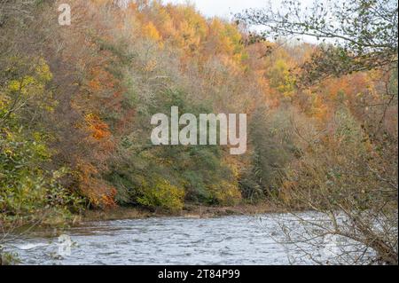 Rivière Usk près de Llangynidr avec des arbres aux couleurs d'automne, Powus, pays de Galles, Royaume-Uni Banque D'Images