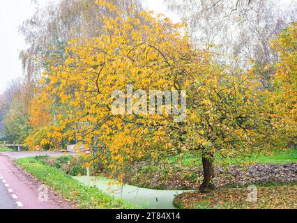 Cerisier avec des couleurs de feuilles d'automne Banque D'Images