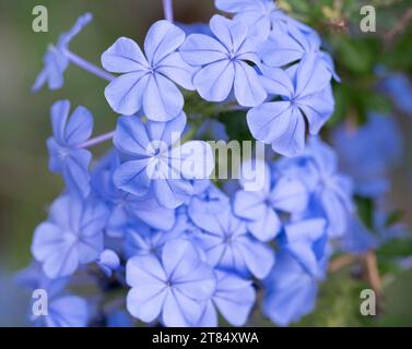 Fleurs bleues d'une fleur de plomb du Cap (Plumbago capensis). Plumbago est un genre de 10 à 20 espèces de plantes à fleurs de la famille des Plumbaginaceae, na Banque D'Images