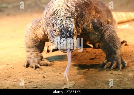 Le lézard de surveillance est le nom commun de plusieurs grandes espèces de lézard, qui comprennent le genre Varanus Banque D'Images