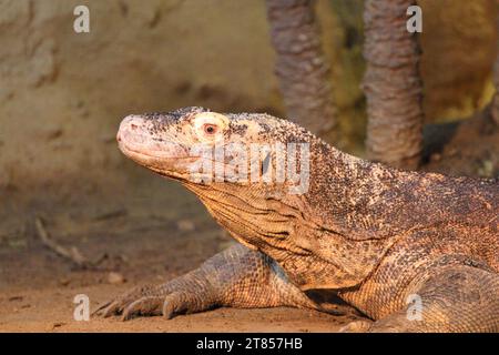 Le lézard de surveillance est le nom commun de plusieurs grandes espèces de lézard, qui comprennent le genre Varanus Banque D'Images