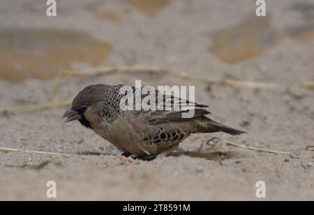 Le tisserand sociable (Philetairus socius), également connu sous le nom de tisserand social commun, de tisserand social commun, est une espèce de bi Banque D'Images