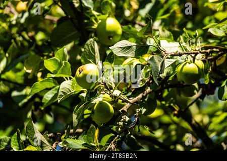 Obstbaum an einem Obstbaum wachsen Grüne Äpfel. Moutier, Suisse, 22.07.2023 *** arbre fruitier les pommes vertes poussent sur un arbre fruitier Moutier, Suisse, 22 07 2023 crédit : Imago/Alamy Live News Banque D'Images