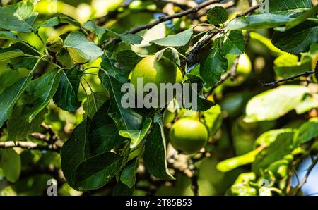 Obstbaum an einem Obstbaum wachsen Grüne Äpfel. Moutier, Suisse, 22.07.2023 *** arbre fruitier les pommes vertes poussent sur un arbre fruitier Moutier, Suisse, 22 07 2023 crédit : Imago/Alamy Live News Banque D'Images