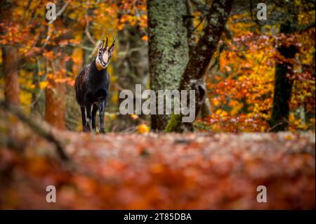 Chamois dans la forêt en automne. Un rupicapra mâle en Suisse. Banque D'Images