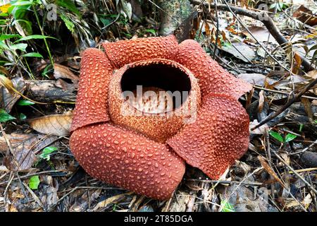 Gros plan de fleur géante tropicale Rafflesia keithii aussi connu comme fleur de cadavre Banque D'Images