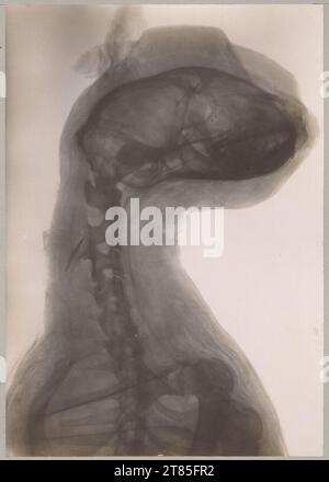 Walter König X -ray : le sommet d'une momie de chat égyptienne du musée historique urbain de Francfort a.M., durée d'exposition 12 minutes. Collection brillante (papier bromaryt), sur la boîte 1896, 1896 Banque D'Images