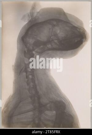 Walter König X -ray : Suprême d'une momie de chat égyptienne du musée historique urbain de Francfort a.m .. Collection brillante (papier bromaryt), sur la boîte 1896, 1896 Banque D'Images