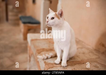 Un chat blanc avec une oreille de gingembre est assis sur un banc de pierre. Banque D'Images