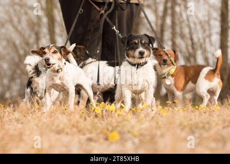 Le gardien de chiens marche avec de nombreux chiens sur une laisse dans la belle nature au printemps de la saison. Un pack Russell Terrier. Banque D'Images