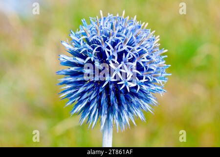 Blue Globe-chardon (echinops, peut-être bannaticus), gros plan de la grande fleur ronde de la plante qui commence à fleurir. Banque D'Images