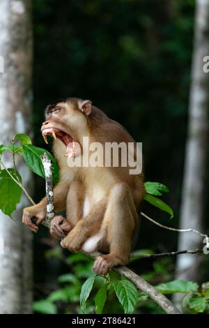 Macaque, Macaca, porte ses dents acérées tout en s'accrochant à une branche d'arbre et en regardant sa troupe chercher de la nourriture dans la forêt tropicale de Bornéo Banque D'Images