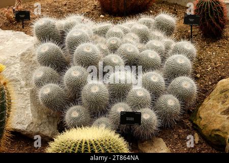 Mammillaria geminispina «Twin-spined Cactus» [Jardins botaniques royaux de Kew] Banque D'Images