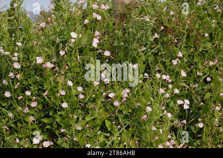 Convolvulus arvensis «Field Bindweed» [TYNEMOUTH, TYNE AND WEAR, ANGLETERRE] Banque D'Images