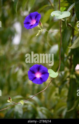 Morning Glory (Ipomoea Nil) vignes et fleurs poussant dans une cour à Abingdon, Virginie. Banque D'Images