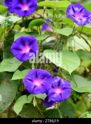 Morning Glory (Ipomoea Nil) vignes et fleurs poussant dans une cour à Abingdon, Virginie. Banque D'Images