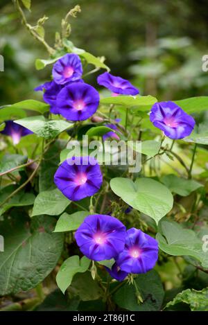 Morning Glory (Ipomoea Nil) vignes et fleurs poussant dans une cour à Abingdon, Virginie. Banque D'Images