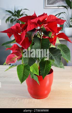 Fleur de Poinsettia rouge dans un pot de fleurs sur la table Banque D'Images