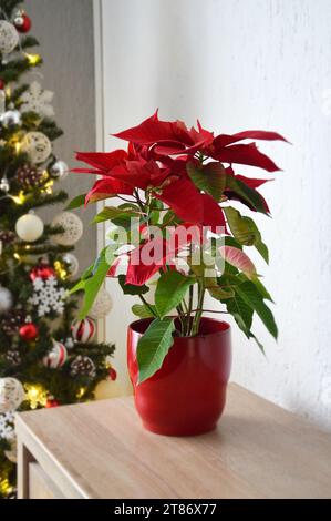 Fleur de Poinsettia rouge dans un pot de fleurs sur la table Banque D'Images