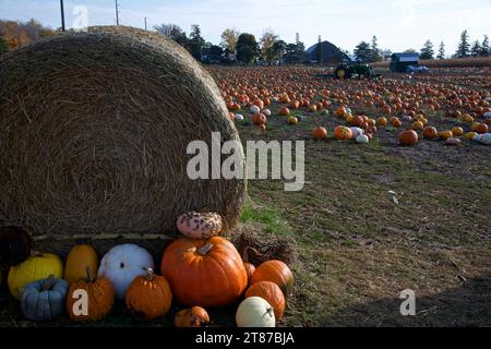 Citrouilles sur la ferme côté route Banque D'Images