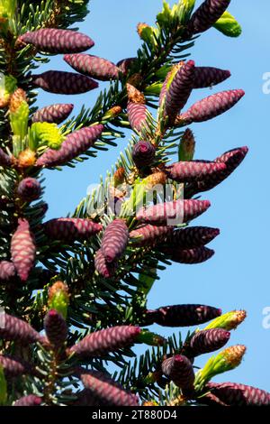 Cônes femelles, épinette serbe, cônes, épinette, arbre Picea omorika 'Aurea Litomysl' Banque D'Images