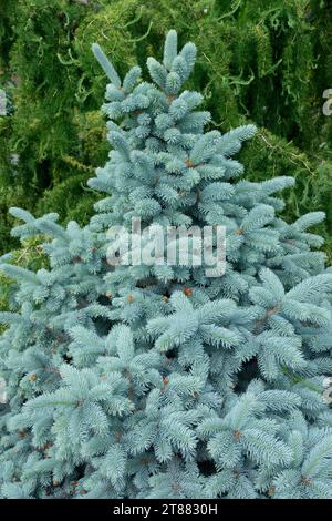 Épinette bleue du Colorado, Picea pungens « Blue Mountain » Banque D'Images