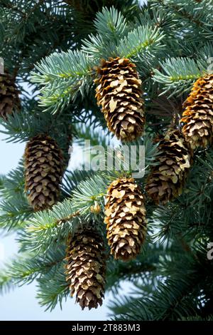 Épinette bleue du Colorado, cônes, Picea pungens 'Moerheim glauca' Banque D'Images