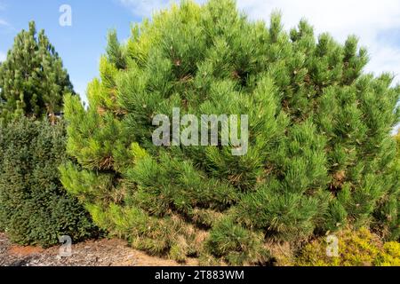 Pin autrichien, pin noir européen, arbre, jardin, conifère, Pinus nigra 'globosa Litomyšl' Banque D'Images