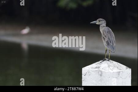 GYE-EL MORRO-AVES El Morro, Guayas, sabado 18 de noviembre de 2023 Luego de la confirmation de un brote de grippe aviar en los manglares del refugio de El Morro, autoridades reforzaran los protocolos de bioseguridad con el fin de mitigar el impacto del virus en la economia y turismo del lugar. Fotos : CÃ sar Munoz/API El Morro Guayas Ecuador EVN-GYE-ELMORRO-AVES-1821c444db423fc253beef0a11ab955a *** OISEAUX GYE EL Morro EL Morro, Guayas, samedi 18 novembre 2023 après la confirmation d'un foyer de grippe aviaire dans les mangroves du refuge El Morro, les OISEAUX Banque D'Images