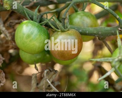 Tomates «Black Cherry» mûrissant sur la vigne Banque D'Images