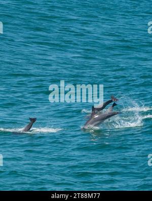 Trois dauphins plongeant dans l'eau bleue de la mer au fond d'une vague, Australie Banque D'Images