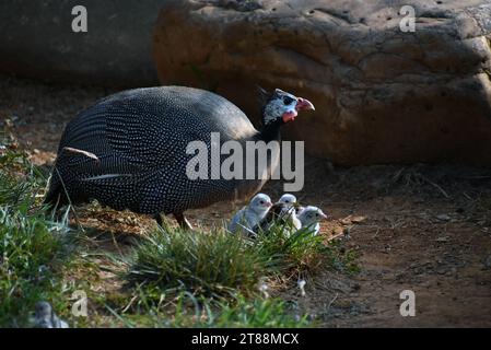 Guineafowl et leurs keets errant autour d'une ferme Banque D'Images