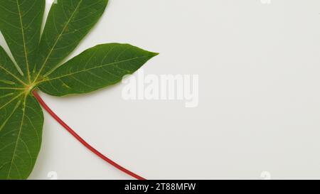 Feuille unique de manioc isolée sur fond blanc. Banque D'Images