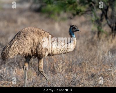 Emu, Dromaius novaehollandiae, un oiseau indigène sans vol dans l'outback du Queensland Australie Banque D'Images