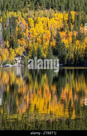 Un bosquet de trênes paisibles dans la gloire de l'automne se reflète dans Bear Lake dans le parc national des montagnes Rocheuses, Estes Park, Colorado. Banque D'Images