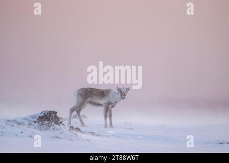 Renne (Rangifer tarandus) dans la neige, péninsule de Varanger, Troms og Finnmark, Norvège Banque D'Images