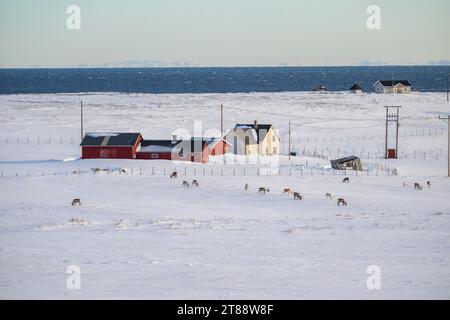 Renne (Rangifer tarandus) devant des maisons, paysage enneigé, péninsule de Varanger, Troms og Finnmark, Norvège Banque D'Images