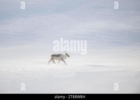 Renne (Rangifer tarandus) dans la neige, péninsule de Varanger, Troms og Finnmark, Norvège Banque D'Images