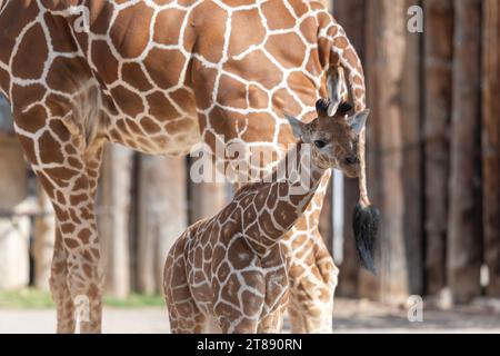 Un bébé girafe se tient près de sa mère au Rio Grande Zoo à Albuquerque, Nouveau Mexique. Banque D'Images