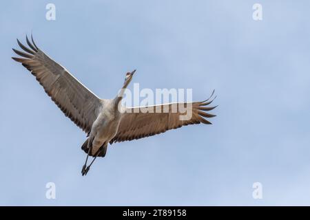 Sandhill Crane oiseau volant dans le ciel Banque D'Images