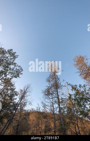 Regarder vers le sommet des arbres dans une forêt en automne avec une colline en arrière-plan. Le ciel bleu pâle est vide et sans nuages. Banque D'Images