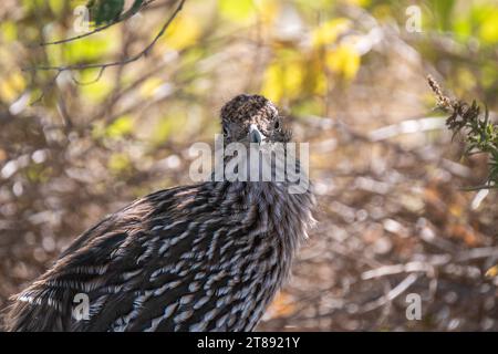 Un roadrunner assis à l'ombre d'un buisson se tourne pour regarder directement dans la caméra. Banque D'Images