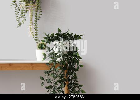 Table console avec différentes plantes d'intérieur près du mur blanc Banque D'Images