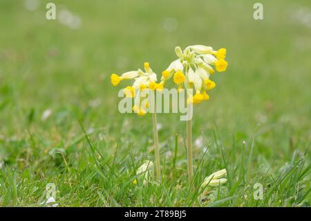 Cowslip [ Primula veris ] floraison sur pelouse non coupée Banque D'Images