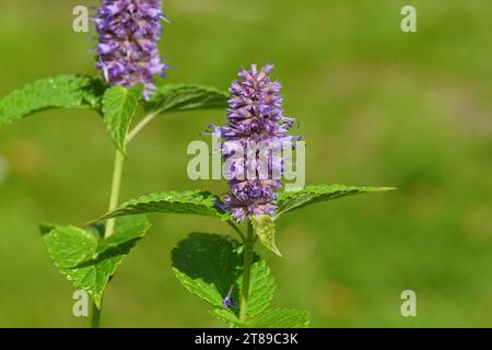 Gros plan hysope d'anis florissant (Agastache foeniculum), famille des Lamiacées. Jardin hollandais, été, août Banque D'Images