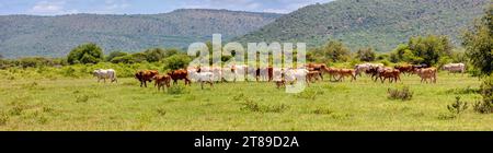 troupeau de vaches en afrique du sud, paissant sur une prairie entre les collines Banque D'Images