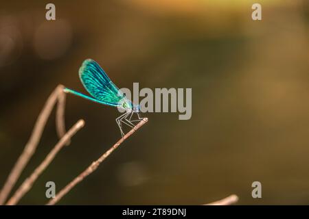 Eine Blauflügel-Prachtlibelle Calopteryx virgo sitzt auf einer Pflanze. Spreewald, Brandenburg, Deutschland. Eine libelle sitzt auf einer grünen Pflanze im sommerlichen Spreewald *** Une demoiselle aux ailes bleues Calopteryx vierge assise sur une plante Spreewald, Brandebourg, Allemagne Une libellule assise sur une plante verte en été Spreewald crédit : Imago/Alamy Live News Banque D'Images