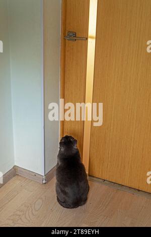 Mignon chat bleu de la race birmane américaine est assis près d'une porte en bois dans la chambre et attend qu'il soit laissé sortir. Prendre soin des animaux de compagnie Banque D'Images