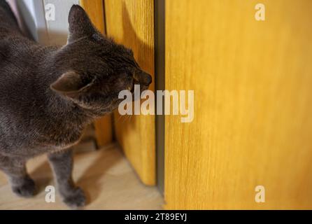 Mignon chat bleu de la race birmane américaine est assis près d'une porte en bois dans la chambre et attend qu'il soit laissé sortir. Prendre soin des animaux de compagnie Banque D'Images